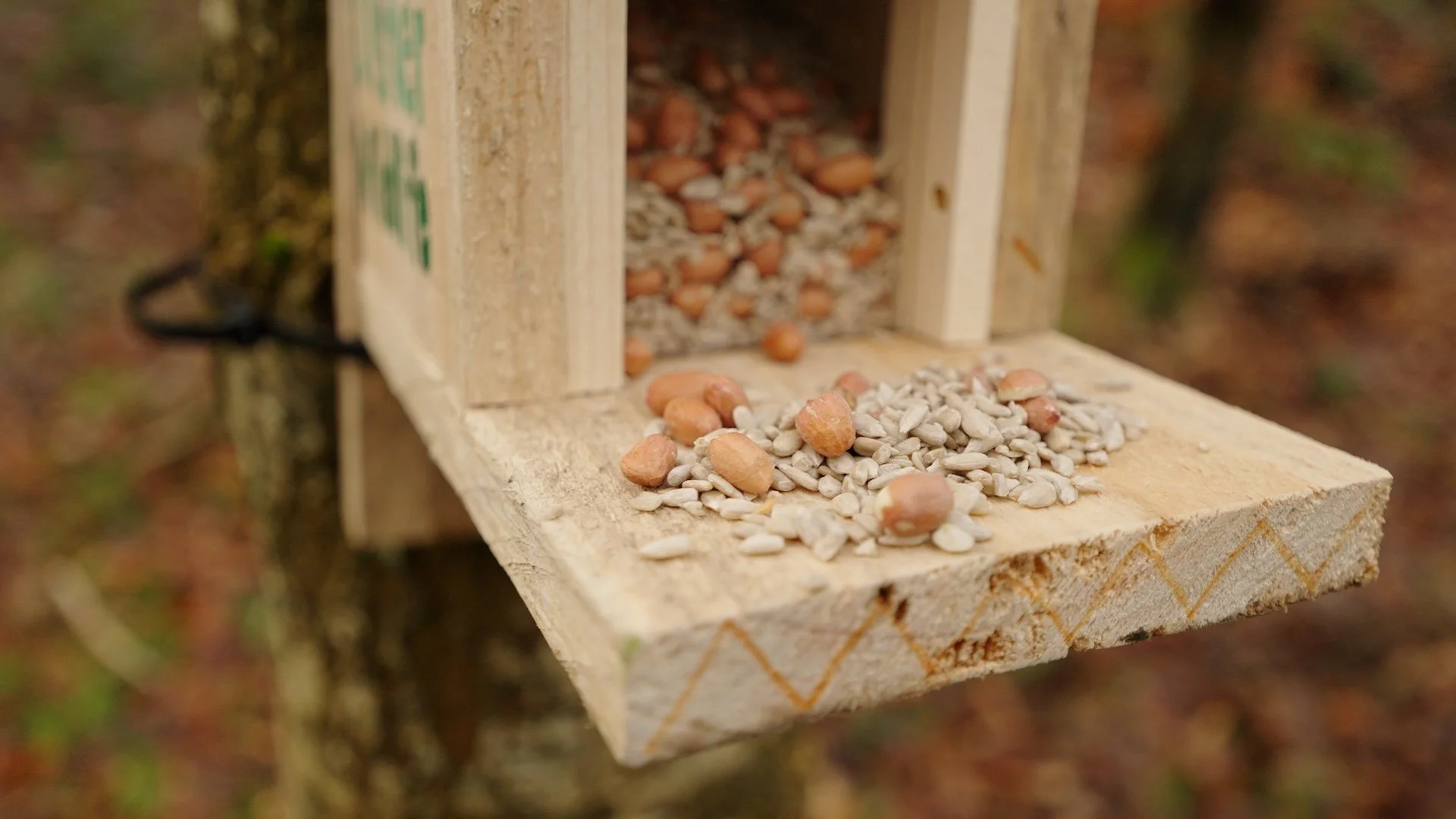 Red Squirrels_11.jpg