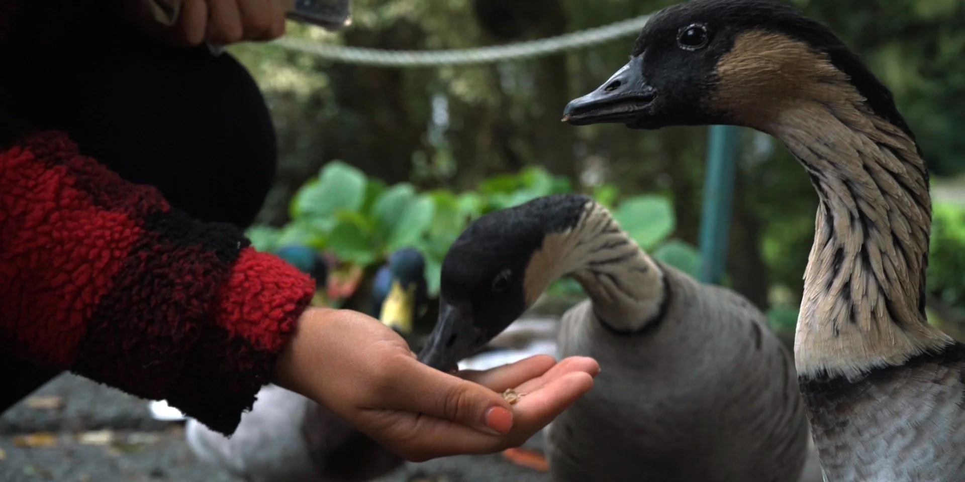 The Land Here Holds Such Weight.00_01_08_24.Still017.jpg