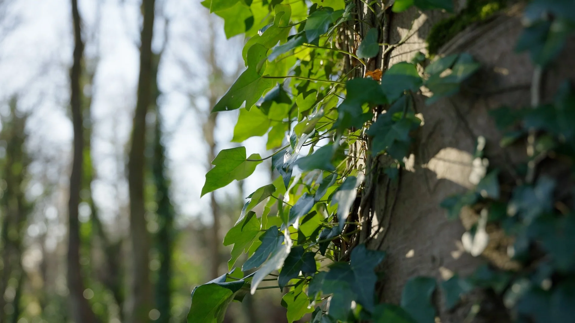Ivy on a Tree, Love Nature Channel 5 Documentary Directed by Lloyd Edgar