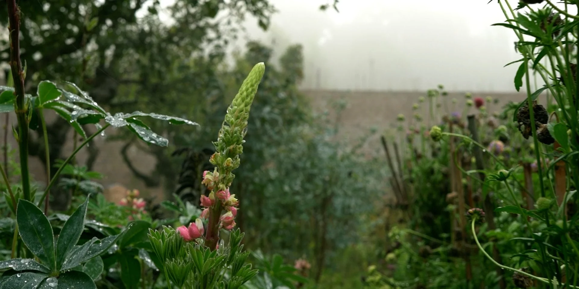 The Land Here Holds Such Weight.00_00_07_07.Still004.jpg