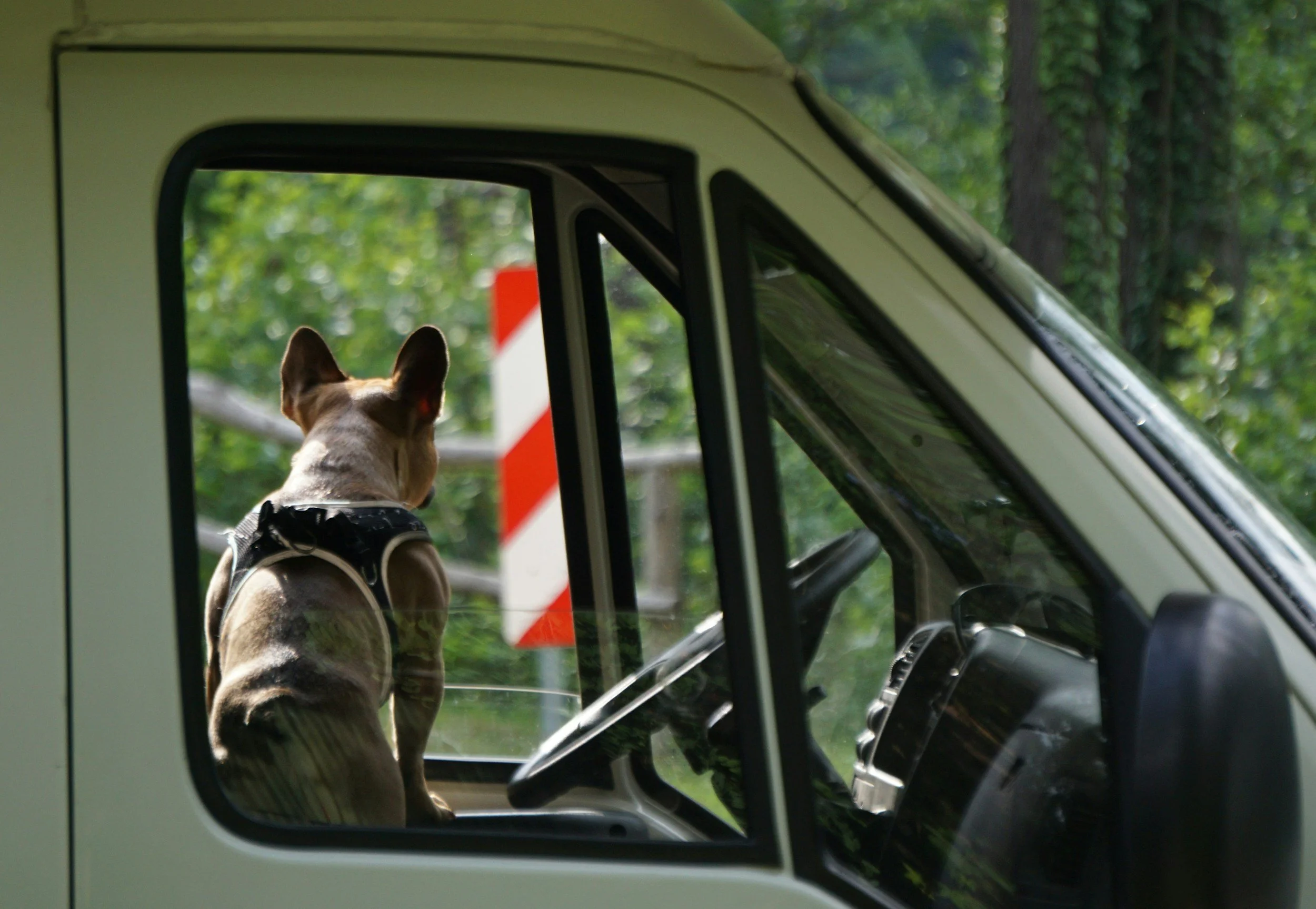 A small dog sitting in the driver's seat of a white vehicle, looking out the window at a green, wooded area with a red and white striped traffic marker outside.