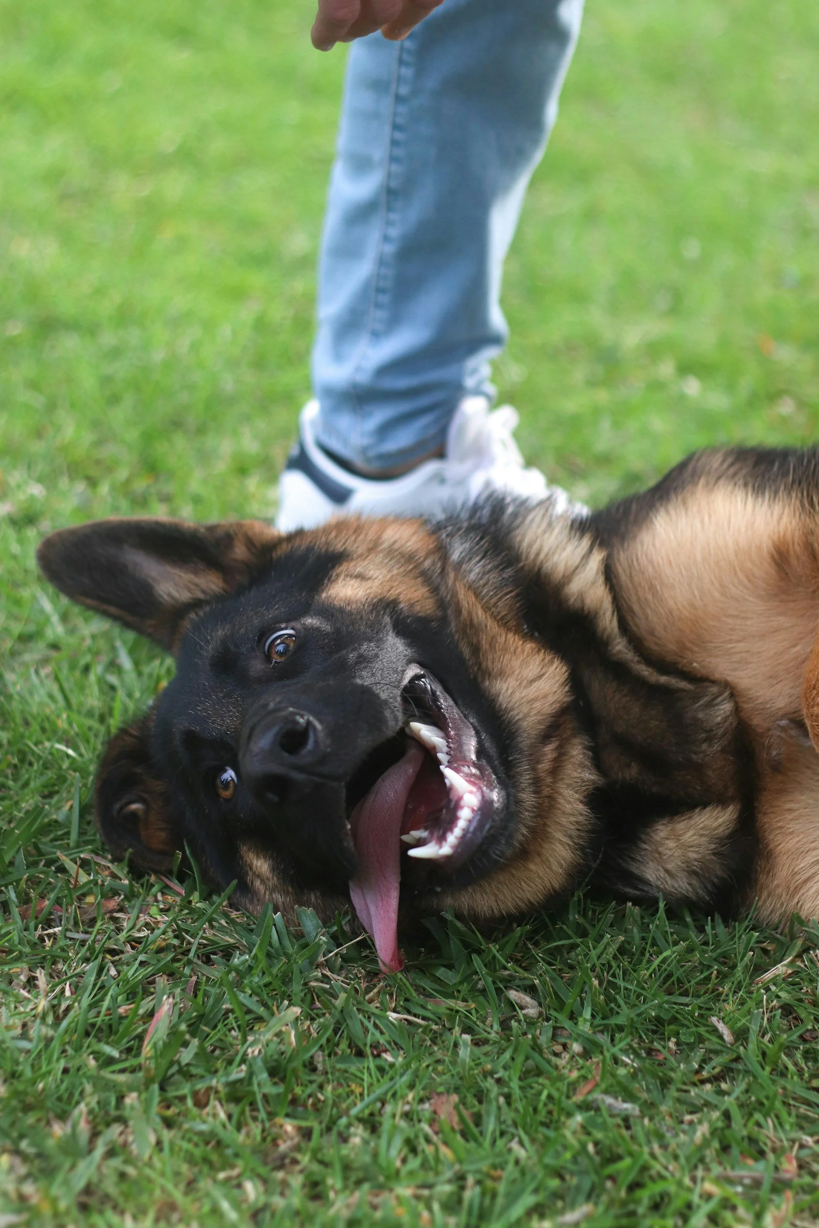 A playful dog lying on grass, showing teeth with tongue sticking out, and a person's leg in the background.