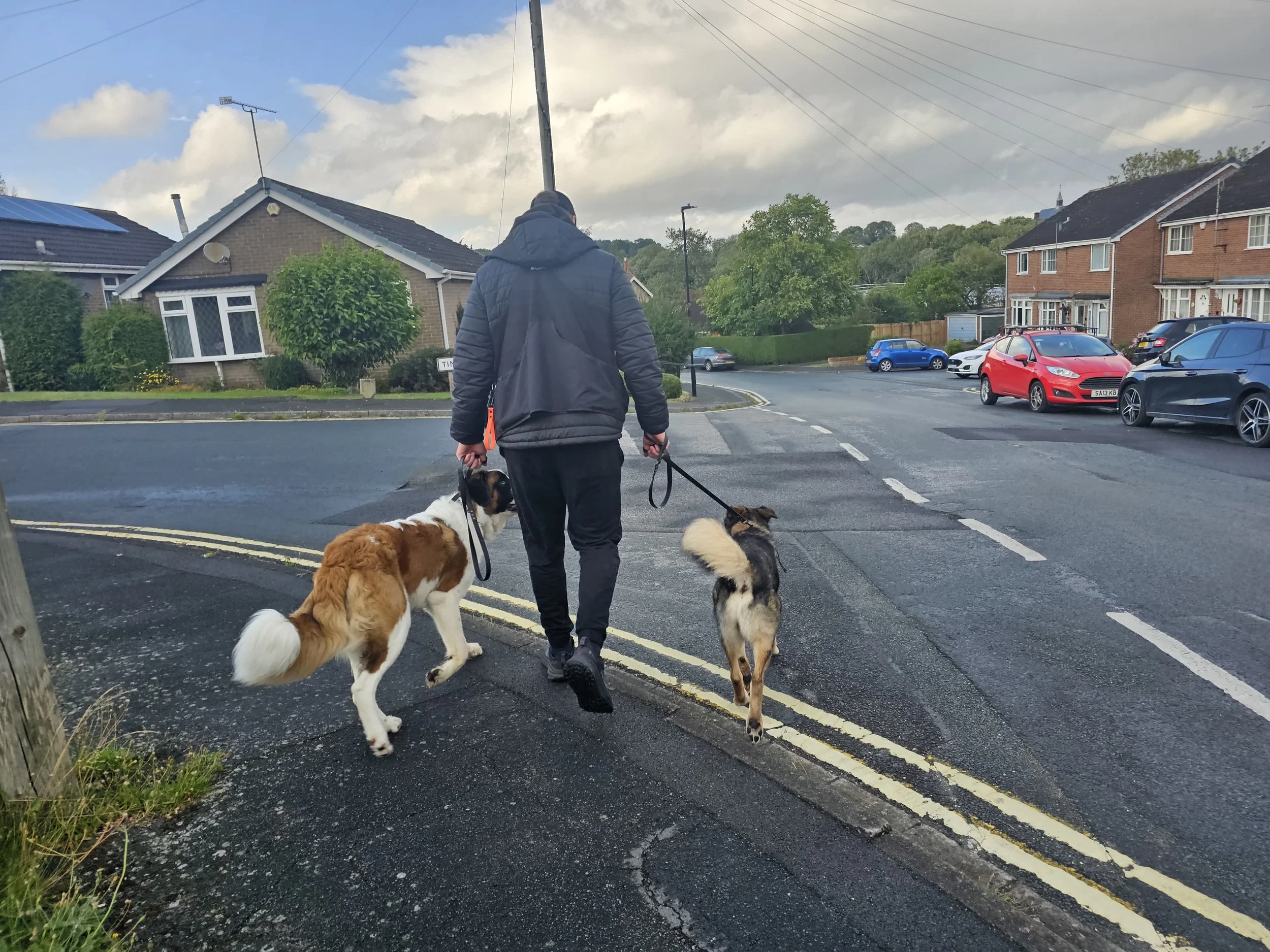 A person walking two dogs along a residential street during daytime, with houses and parked cars visible in the background.