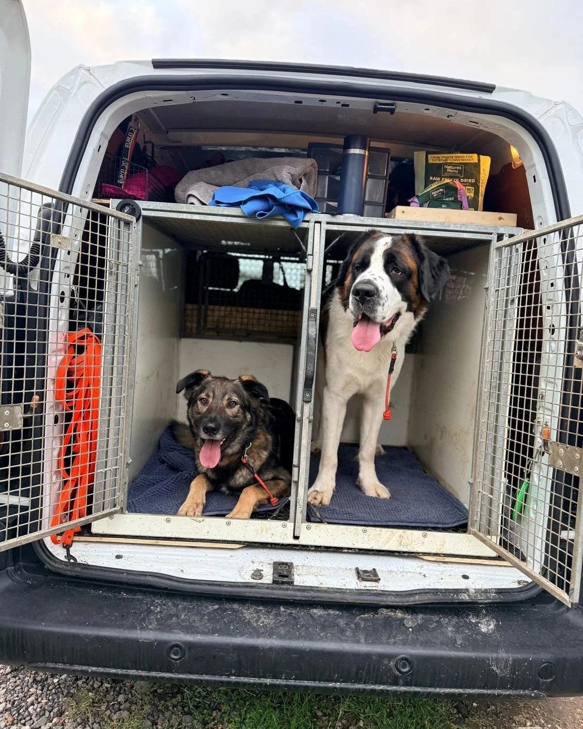 Two dogs inside a pet crate in the back of a vehicle, with supplies and gear on top of the crate.