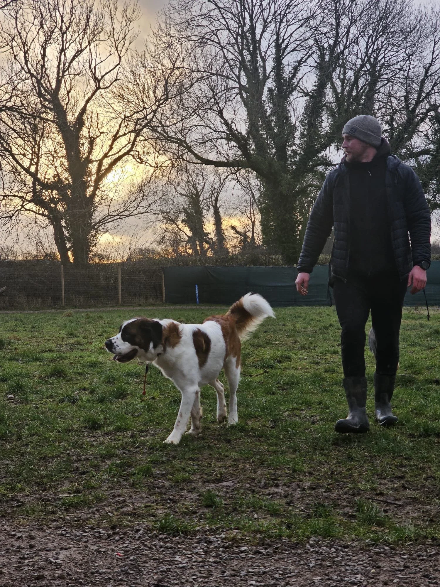 A man in outdoor clothing and a beanie walking with a white and brown dog on a leash in a grassy field during sunset with leafless trees in the background.