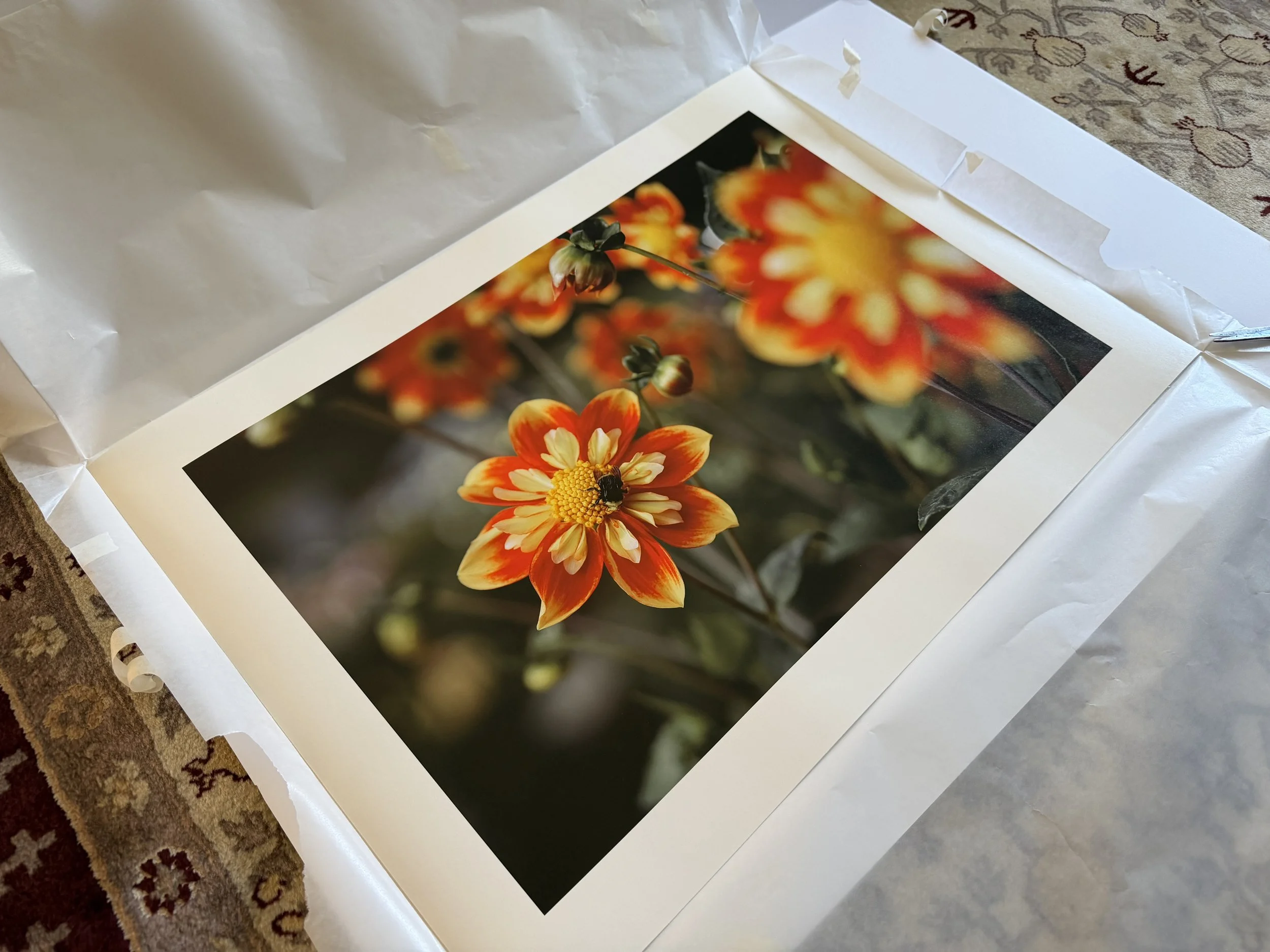 Bee on Dahlia, Fine Art Large Print - 28" x 20" - Steel Frame, UV Protective Museum Glass, Premium Luster Paper