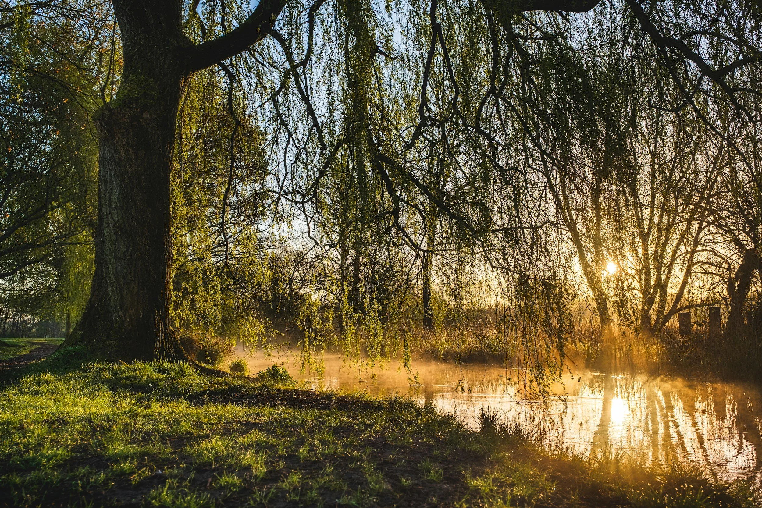 Sunrise over a river with trees and mist, reflecting warm orange and yellow hues, with lush green grass in the foreground.