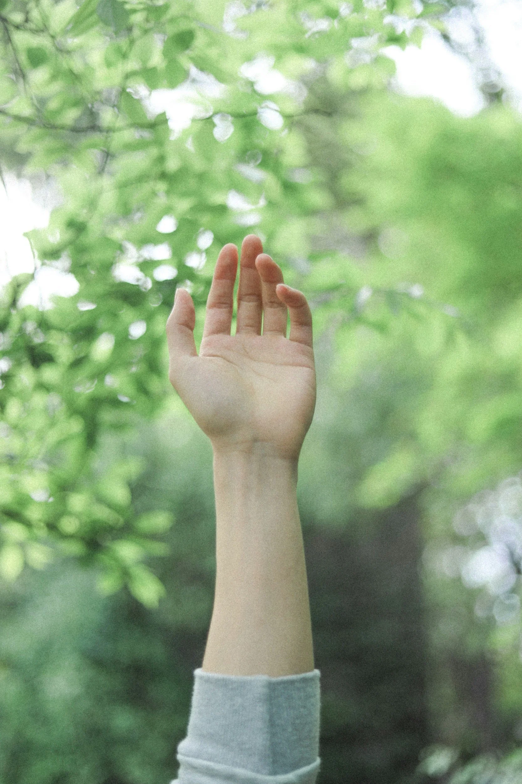 A person with a gray sleeve extending from a light-colored sweater reaching toward green leaves on a tree.