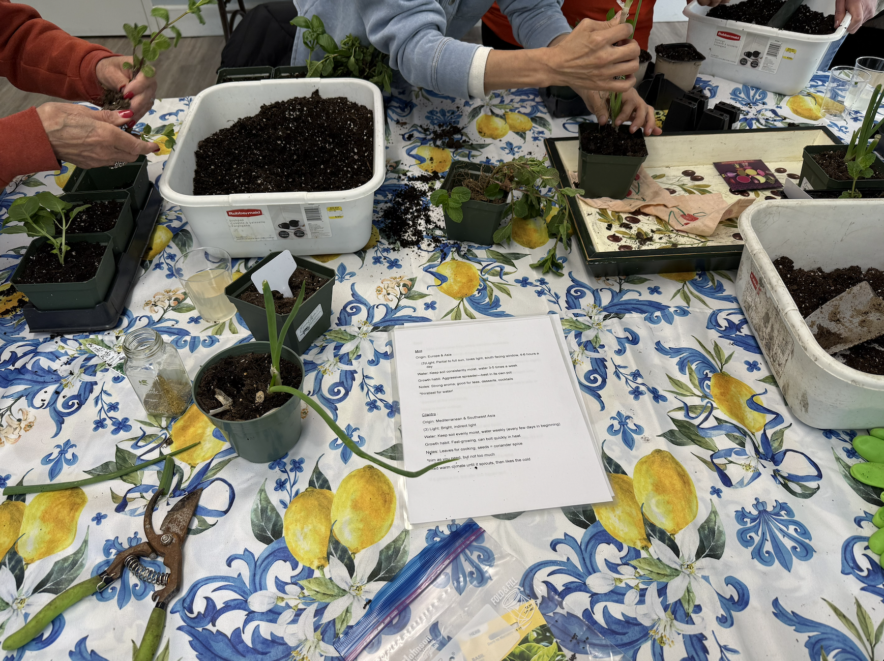 DIY Herb Garden: Earth Day Celebration
