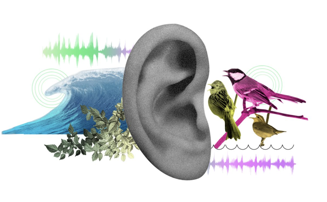 Of cricket chirps and car horns: The effect of nature sounds on cognitive performance