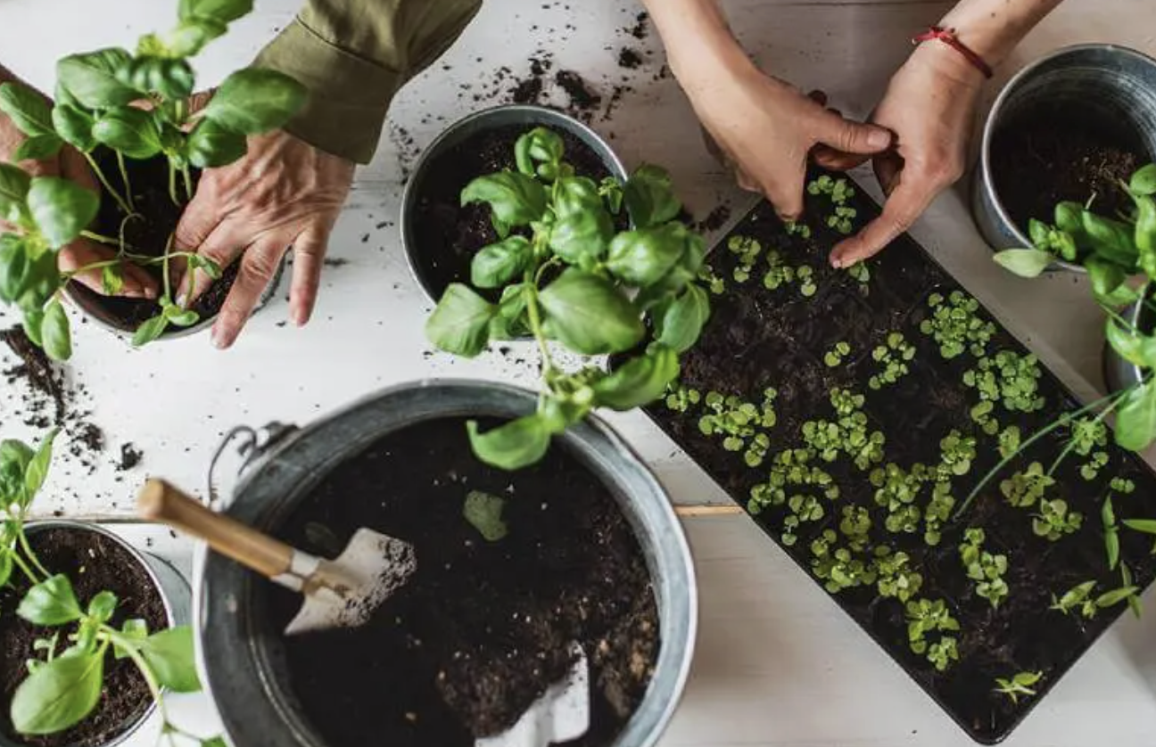 Interaction with indoor plants may reduce psychological and physiological stress by suppressing autonomic nervous system activity in young adults: a randomized crossover study