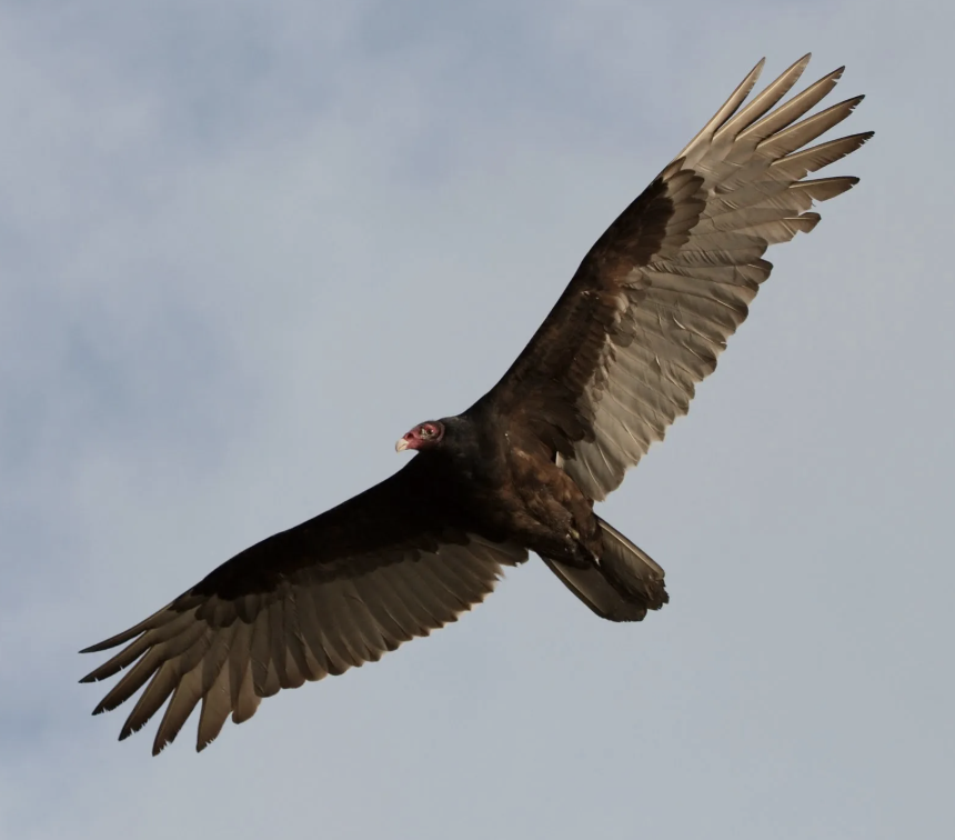 Turkey Vulture Beauty