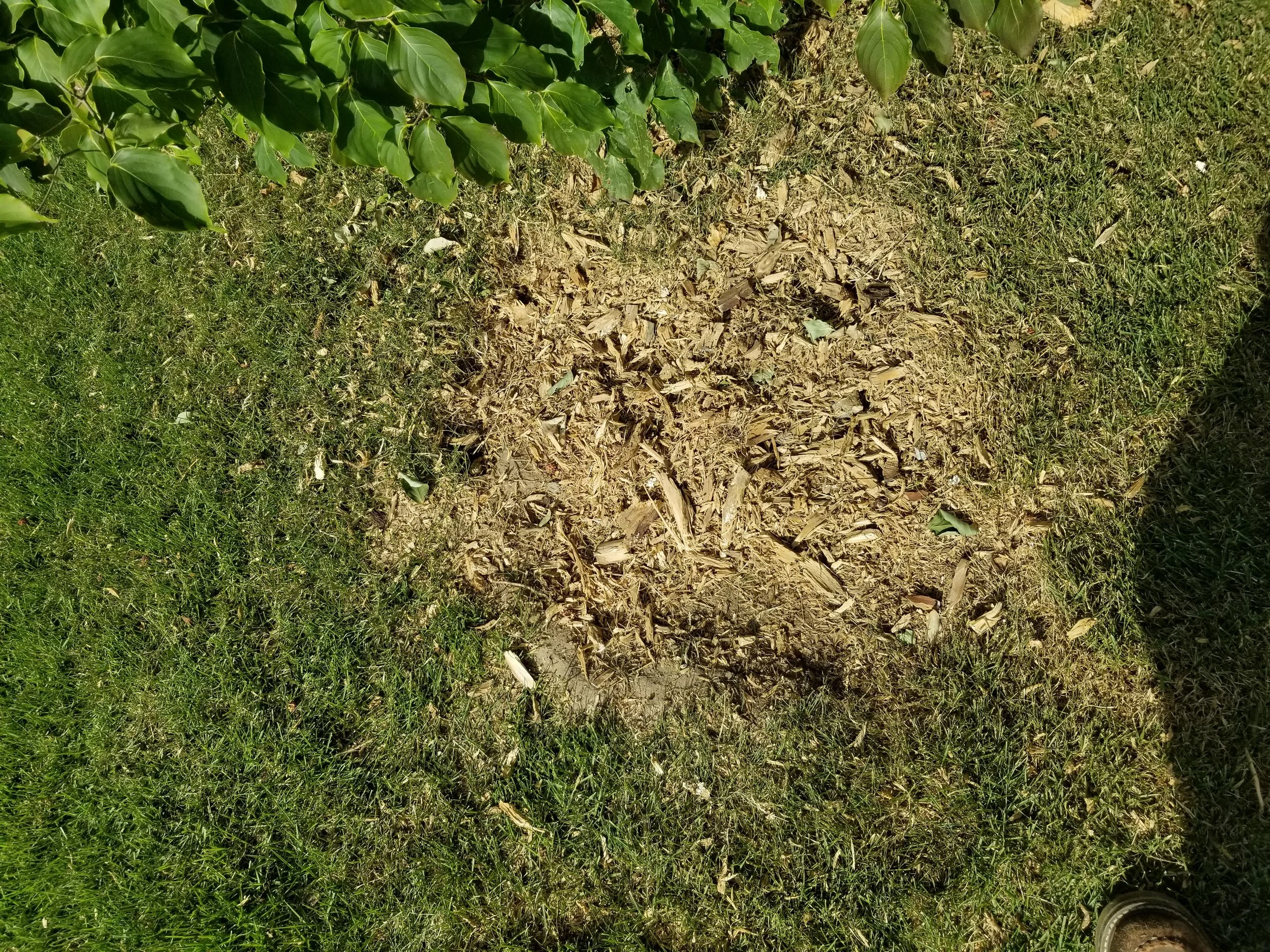 Dug up patch of soil in grass with wood chips and some leaves, partially shaded.