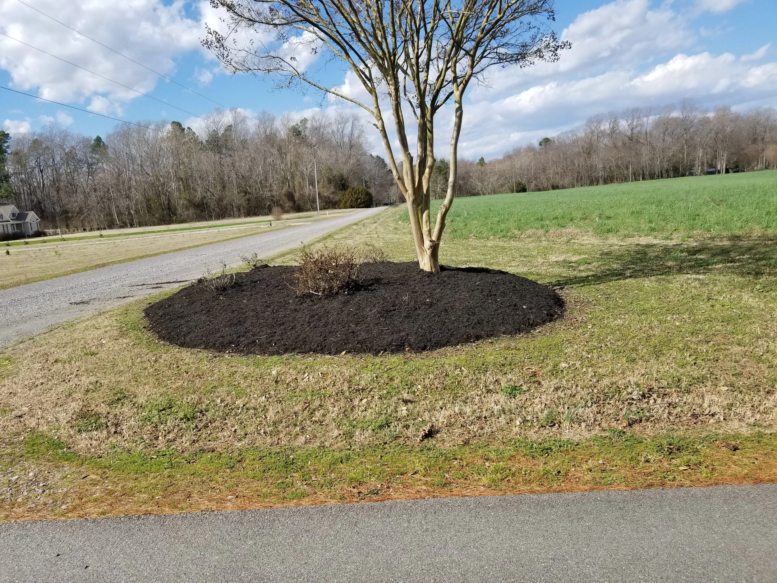 A tree surrounded by freshly mulched soil in a yard, with a gray gravel road on the left and a green field in the background, under partly cloudy skies.