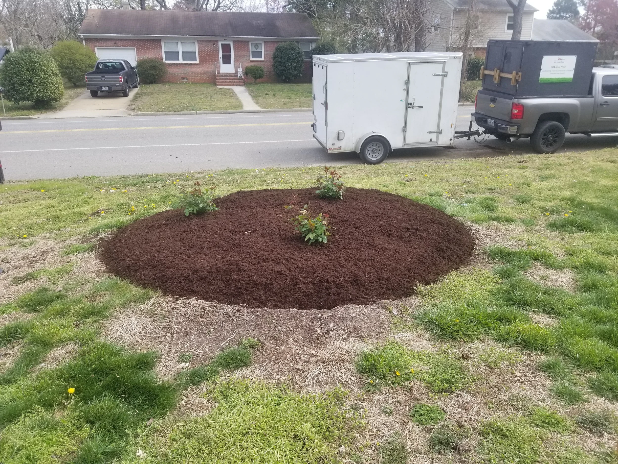 Front yard with newly planted rose bushes, freshly mulched in a rounded bed, next to a grassy lawn near a street with parked vehicles and houses in the background.