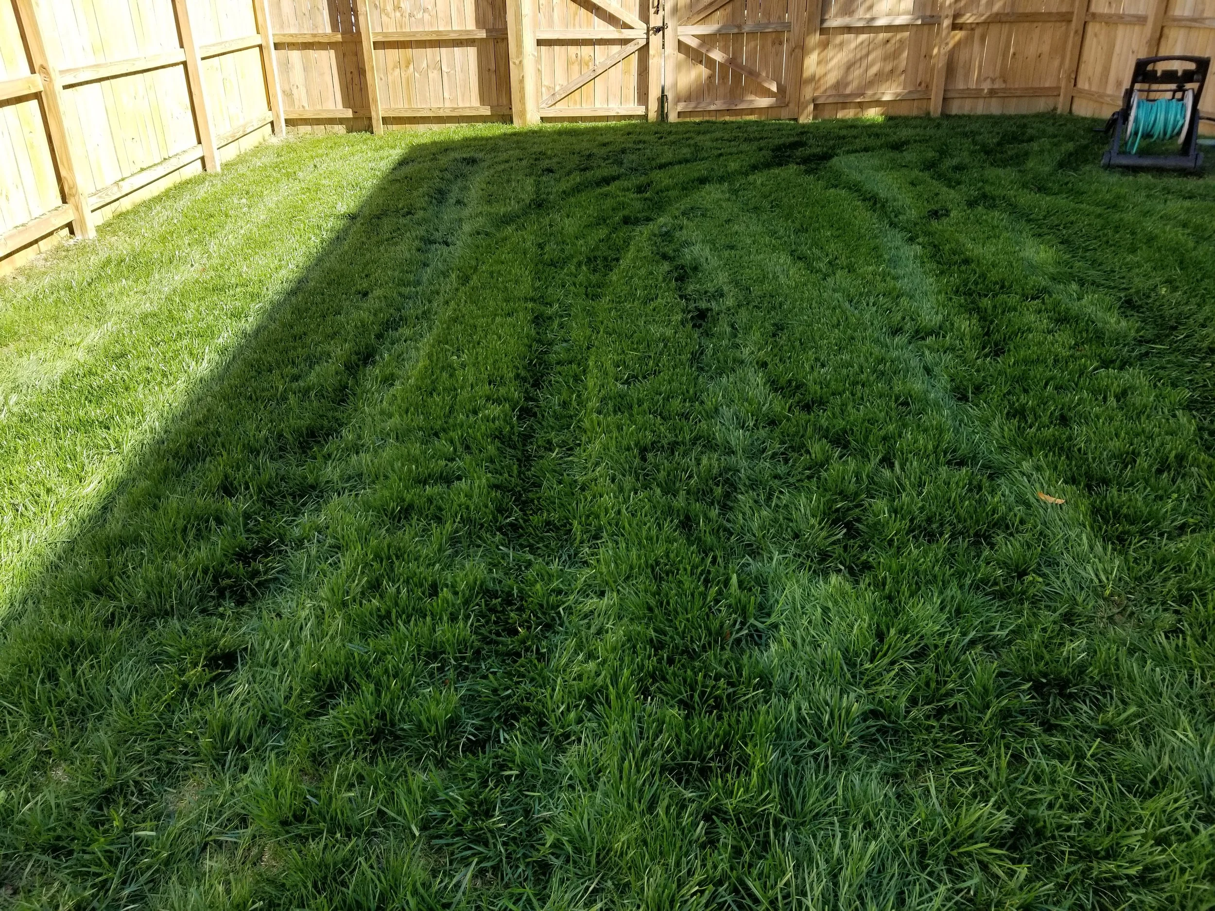 A backyard with freshly cut green grass and a wooden fence. There are tire tracks in the grass, a garden hose reel in the corner, and a wooden shed.