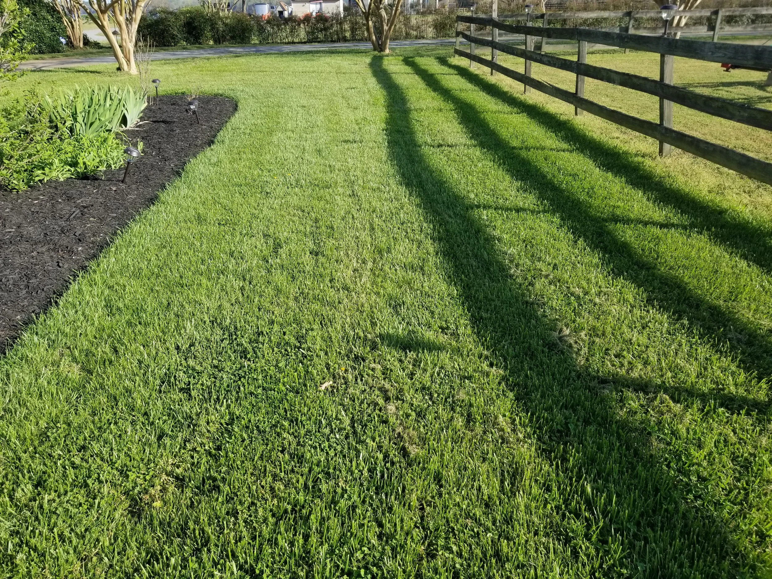 Bright green grassy lawn with shadow of a wooden fence on the right side, next to a flower bed with dark mulch and green plants on the left side, with sunlight indicating late afternoon.