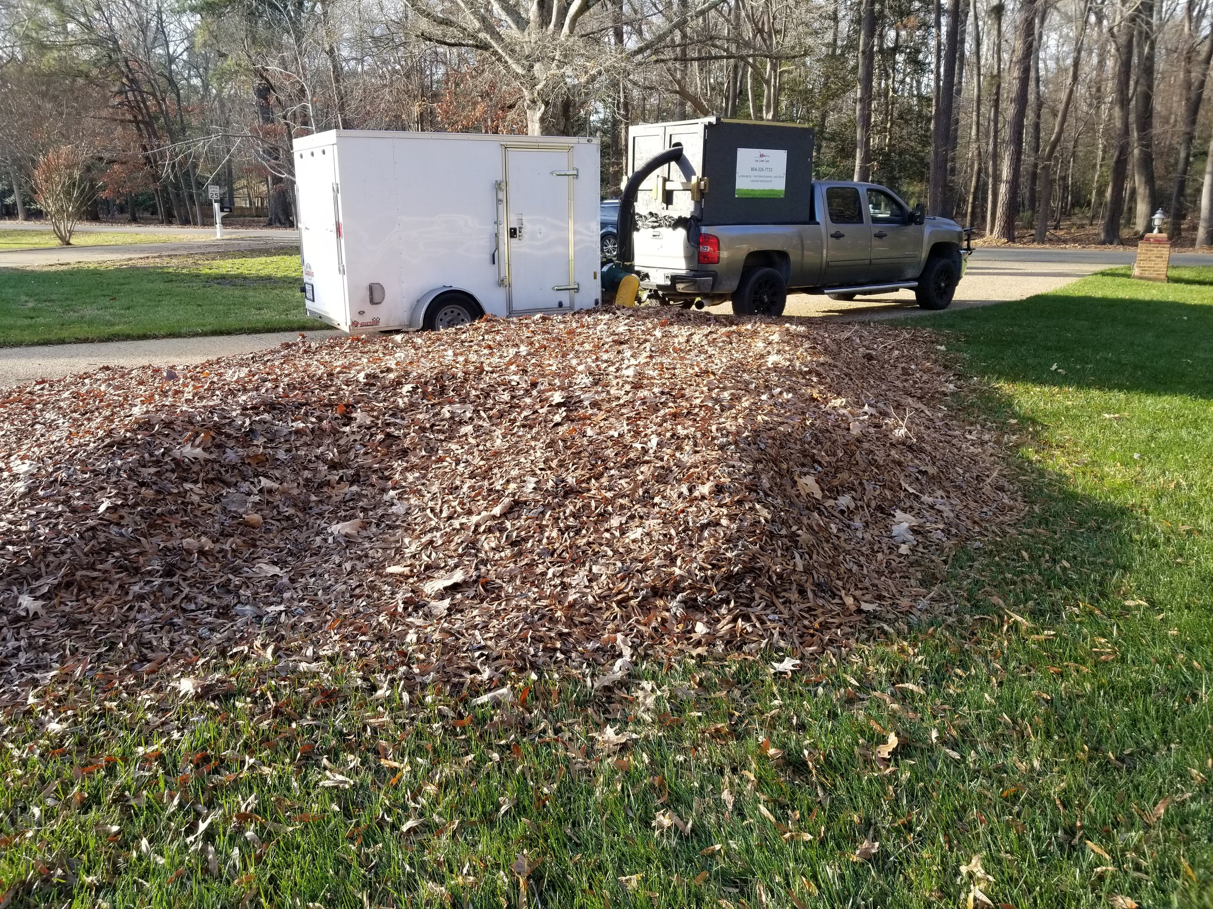 A large pile of fallen leaves in a yard with a small trailer attached to a pickup truck, preparing to be emptied or transported.