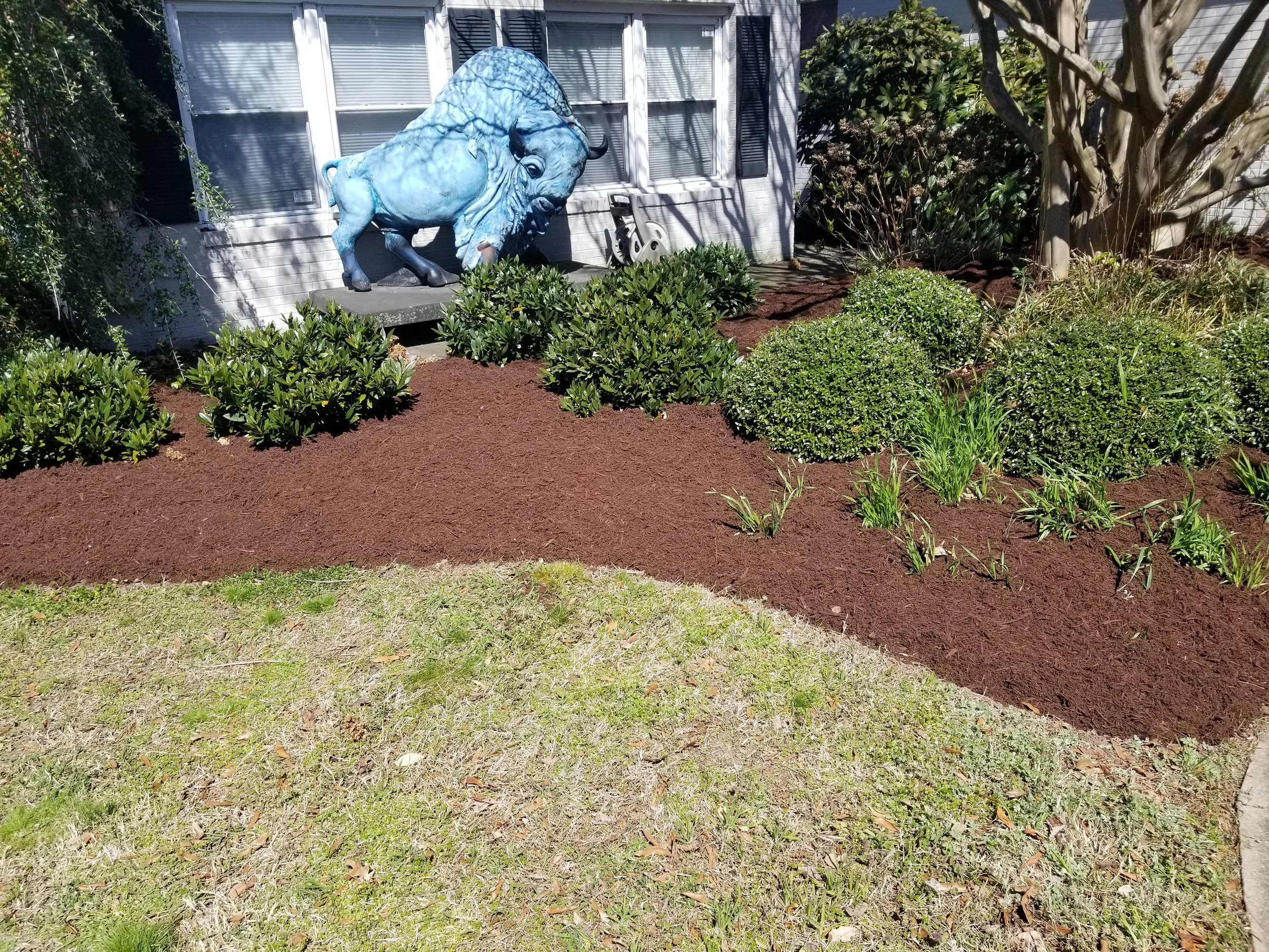 A landscaped yard with green bushes and plants arranged in mulched beds in front of a house with a building ornament of a bison sculpture.