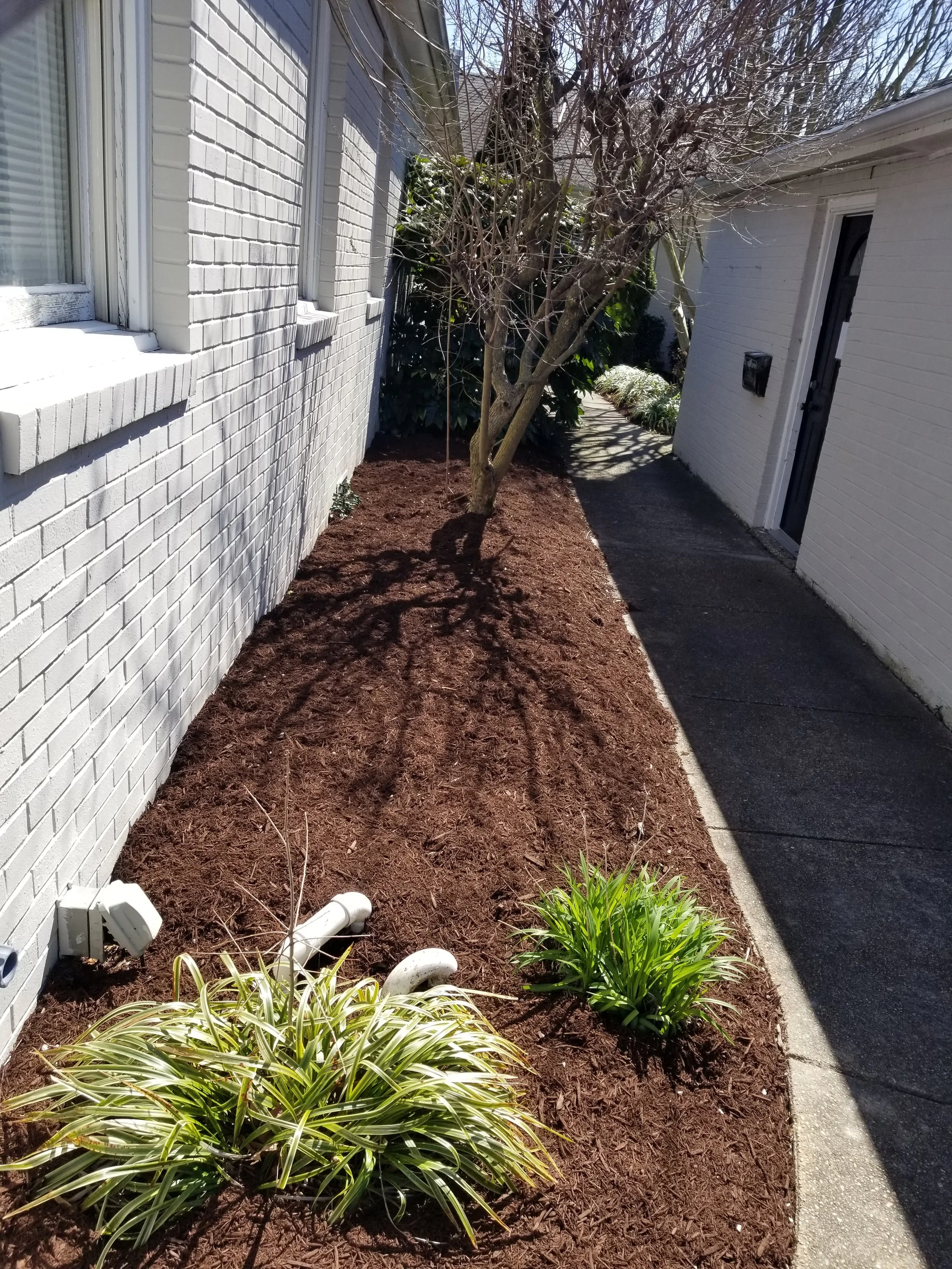 A narrow side yard with freshly mulched soil, two green plants, and a leafless tree between a white brick house and a white shed, with a concrete sidewalk on the right.