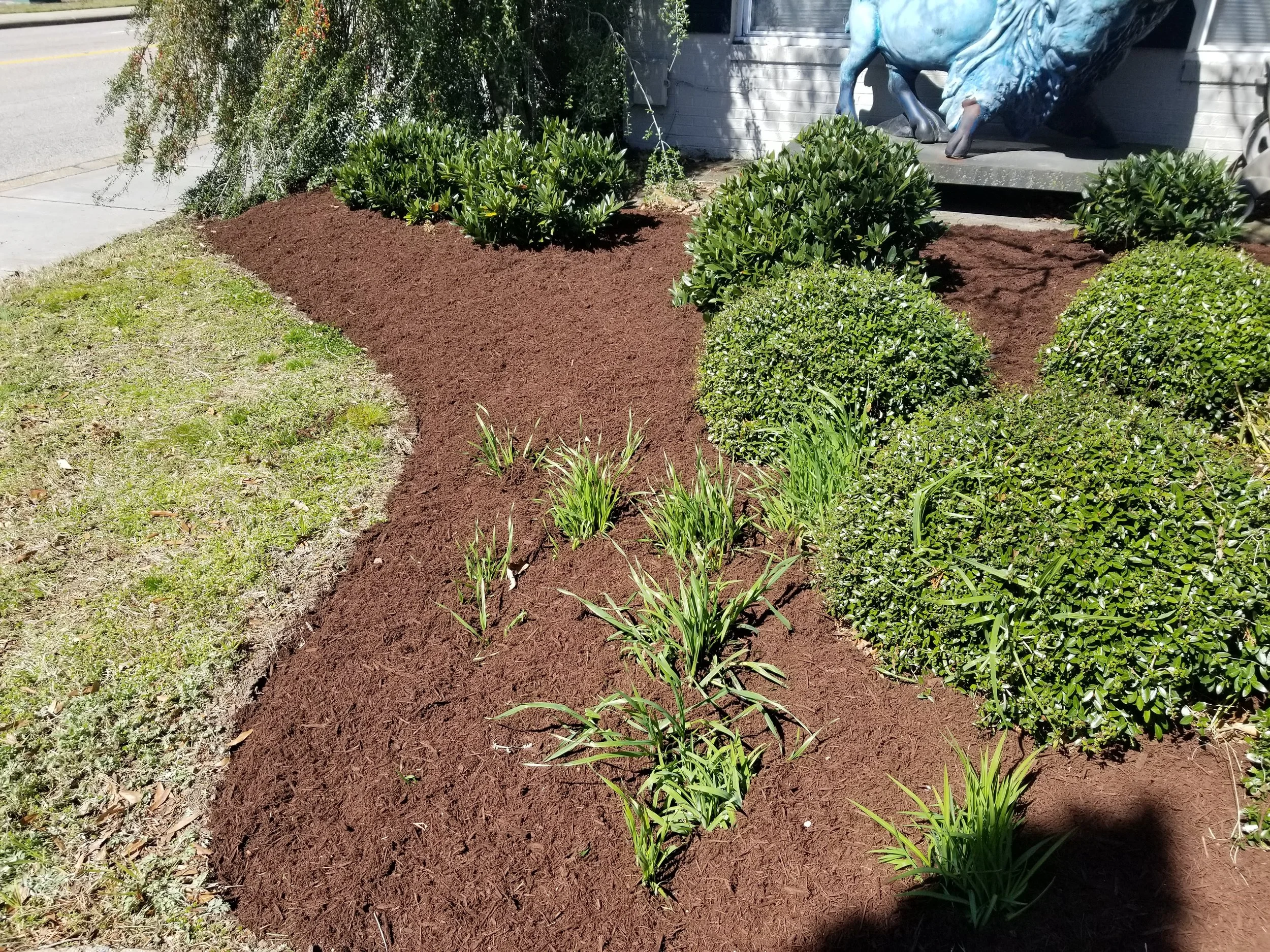 Freshly planted garden bed with small green shrubs and grass-like plants in mulched soil next to sidewalk and building, with a blue horse sculpture in the background.