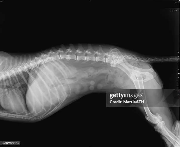 x-rays, radiology, dog, cat, imaging, diagnostics