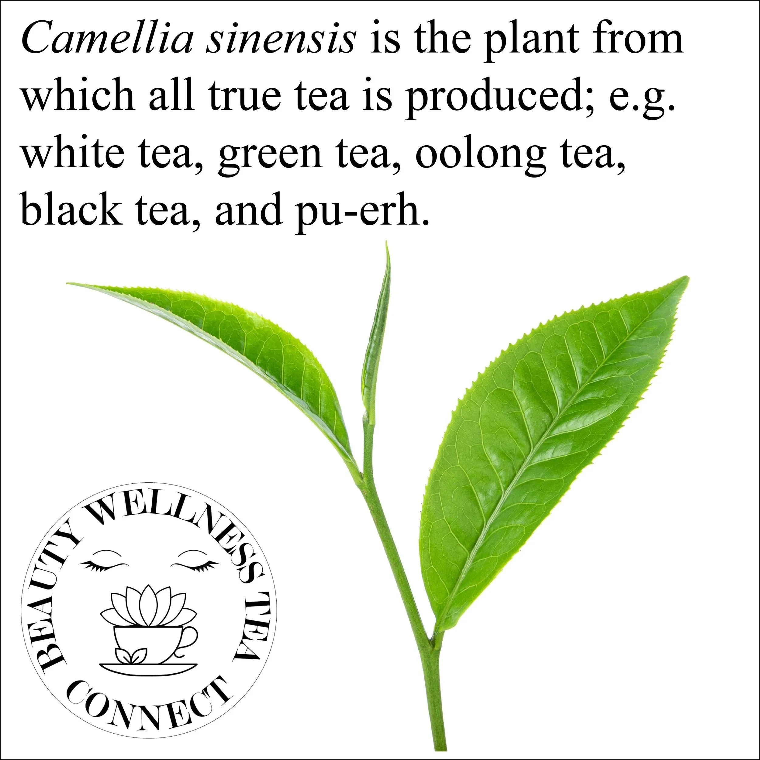 What is Camellia sinensis? What is true tea? What plant is used to produce tea? Answer: Camellia sinensis is the plant from which all true tea is produced, e.g. white tea, green tea, oolong tea, black tea, and pu-erh. Source: BeautyWellnessTea.com @b
