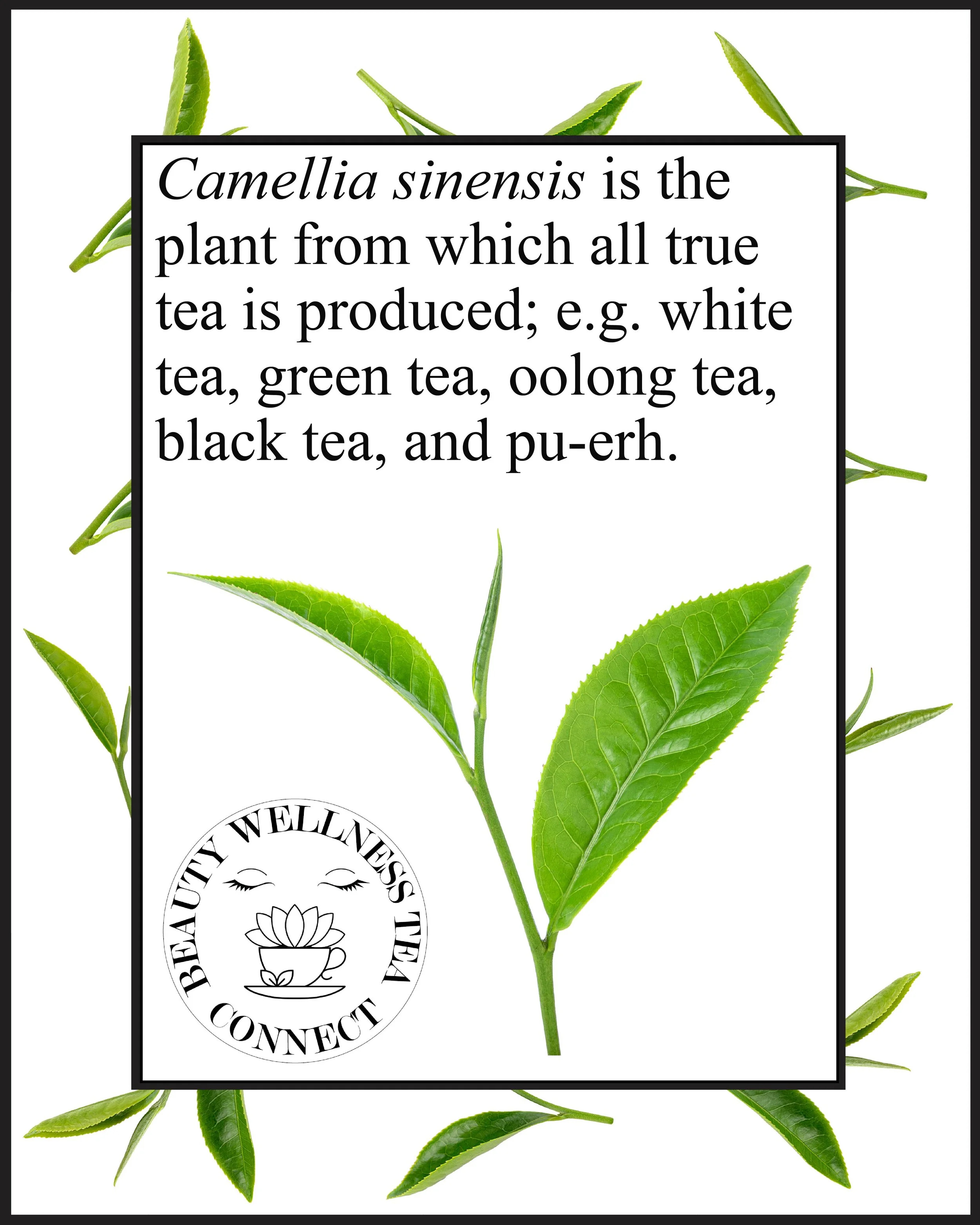 tea leaves with a message or fact about tea