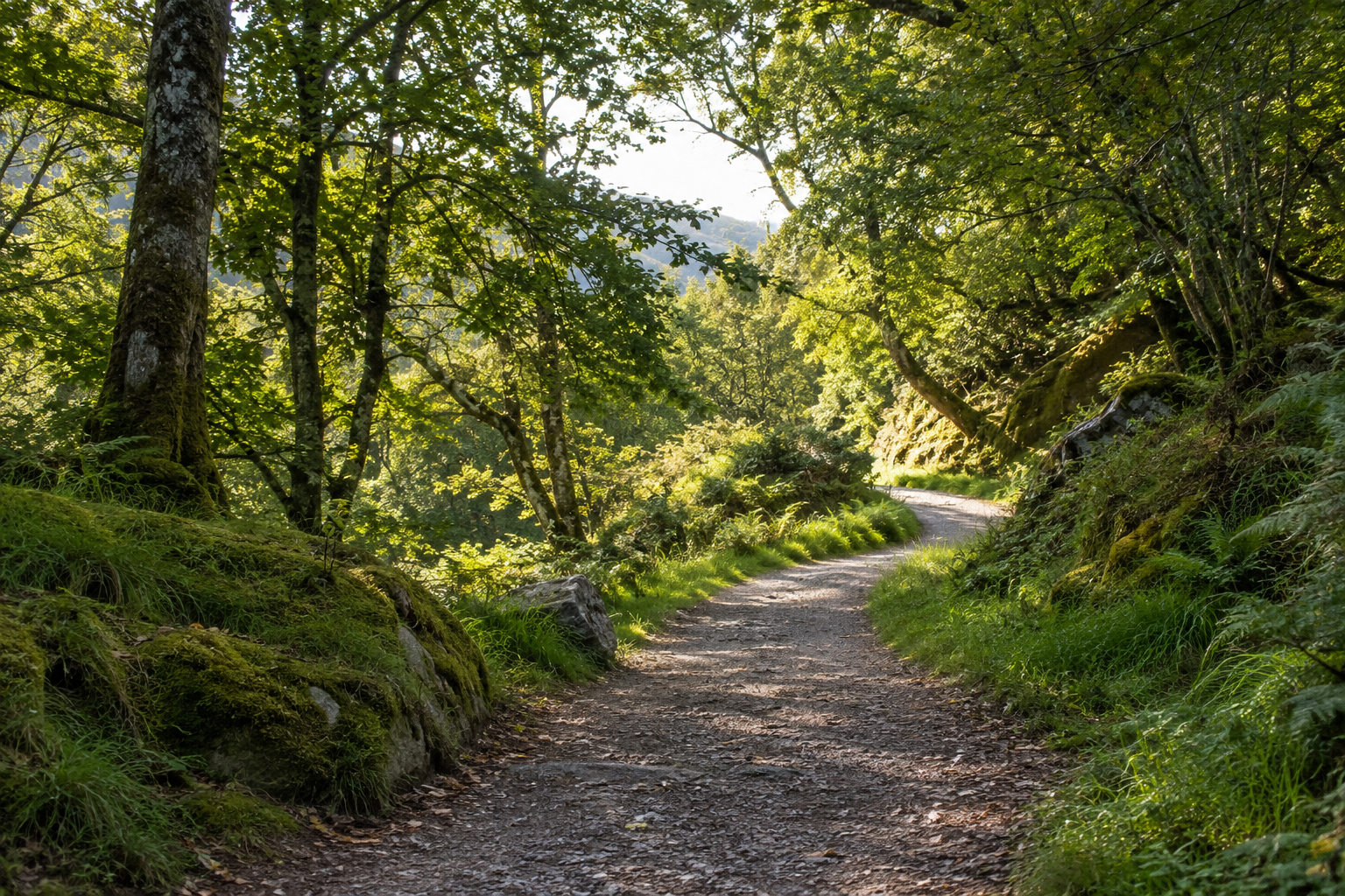 A gently winding woodland path with sunlight filtering through green leaves.