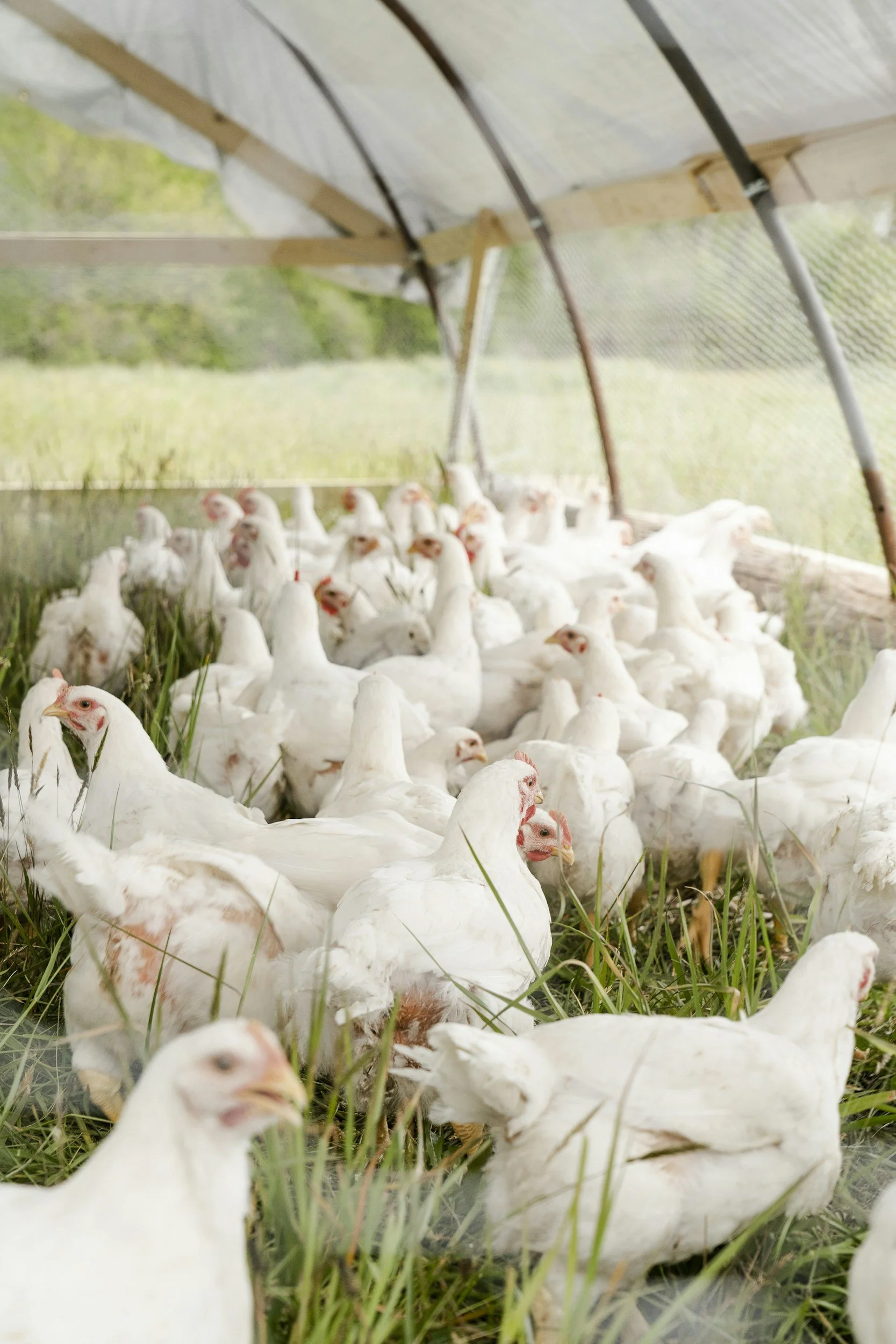 A large group of white chickens inside a chicken coop with a grassy background.