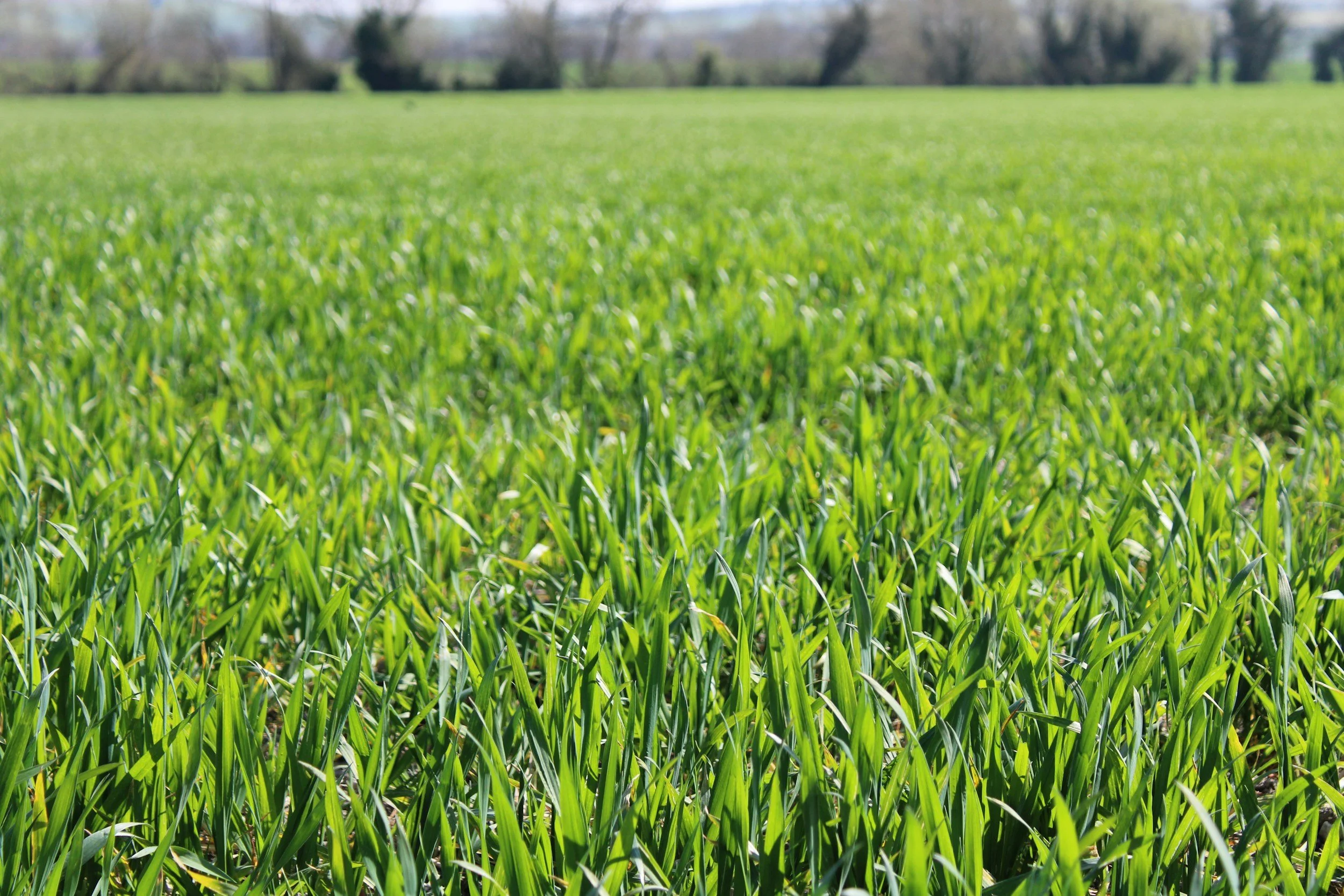 A green grassy field under a clear sky, with trees in the background.
