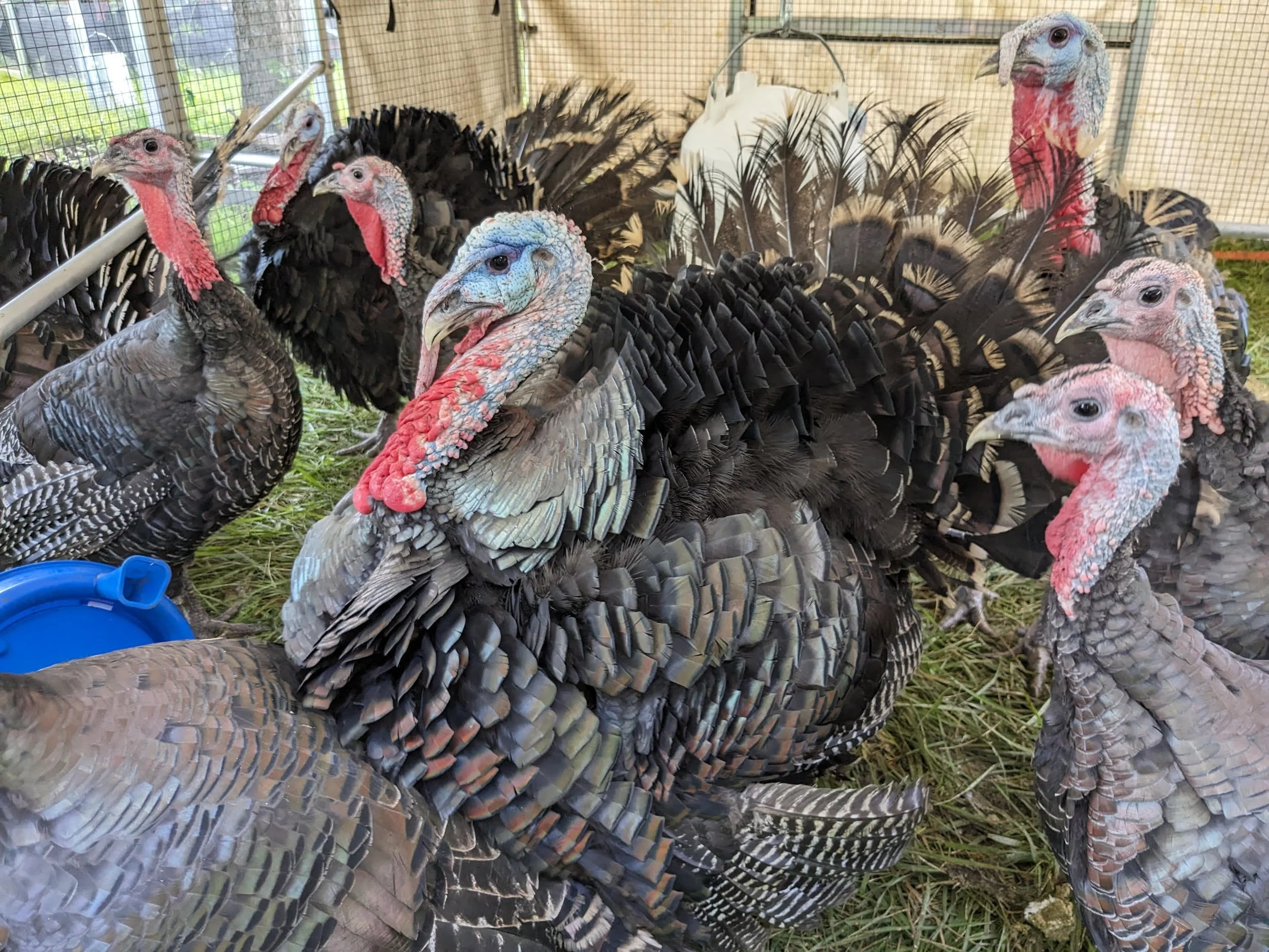 Several domestic turkeys with different coloration in a pen on a grassy surface.