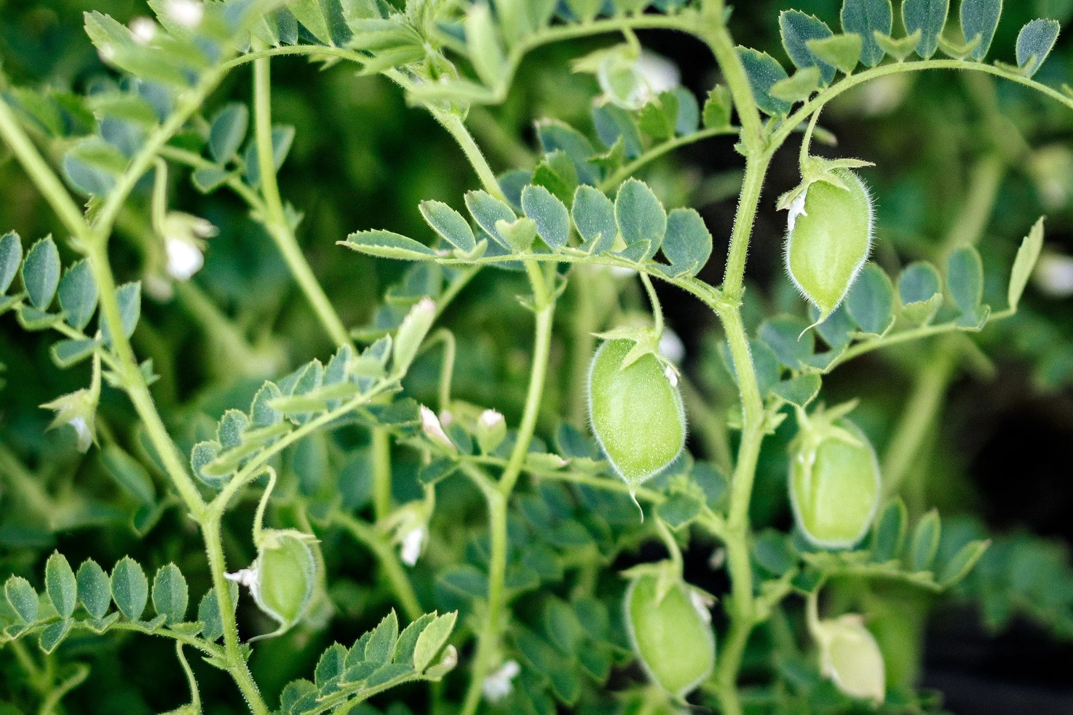 Close-up of green plant pods with small green leaves and tiny white flowers, possibly a leguminous plant.