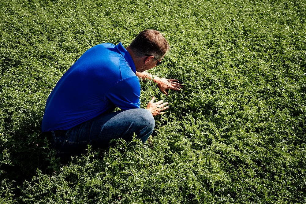 Man wearing blue shirt crouching in a green field, inspecting or touching the plants.