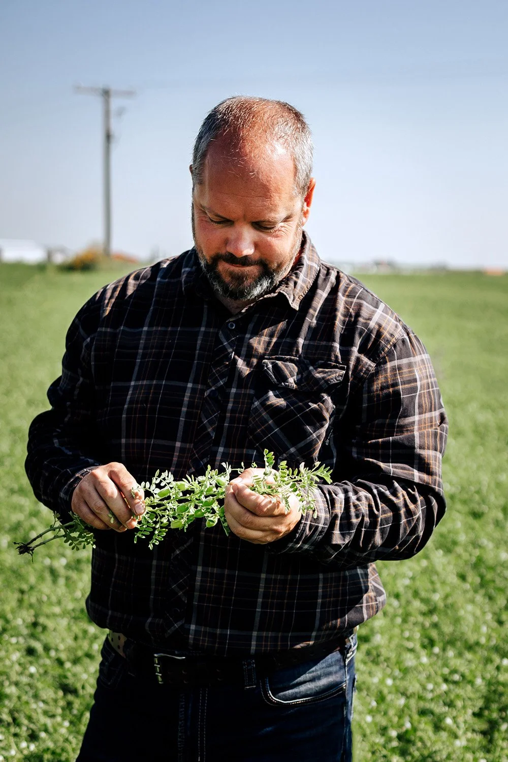A man standing in a field holding a small green plant, wearing a plaid shirt and looking down at the plant.