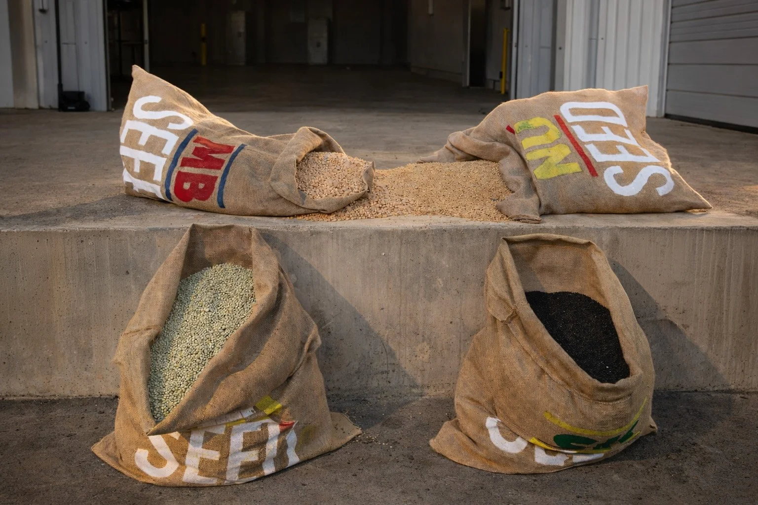 Burlap sacks of seeds and grains on a concrete surface in front of a metal storage building.