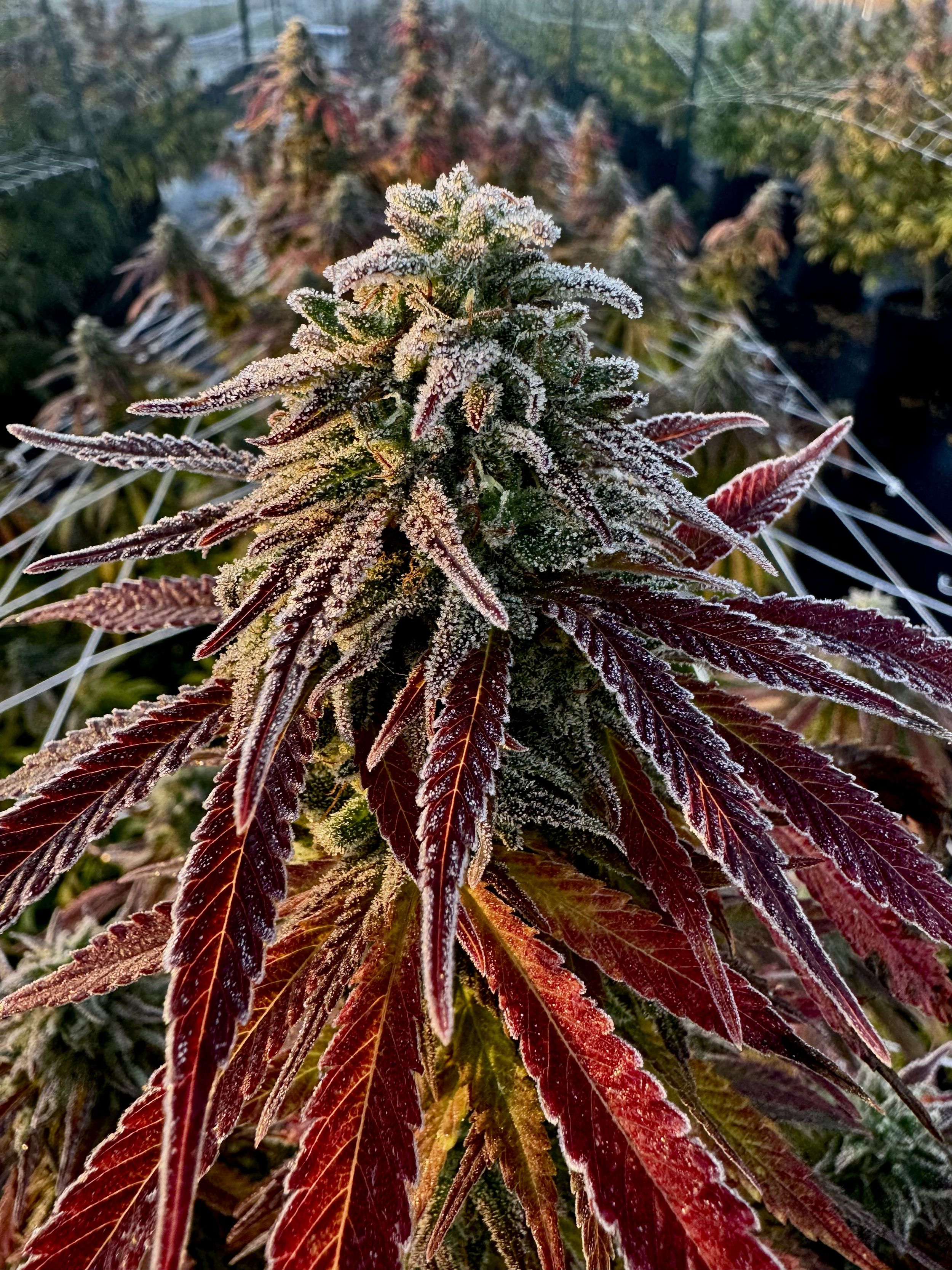 Red Monster 