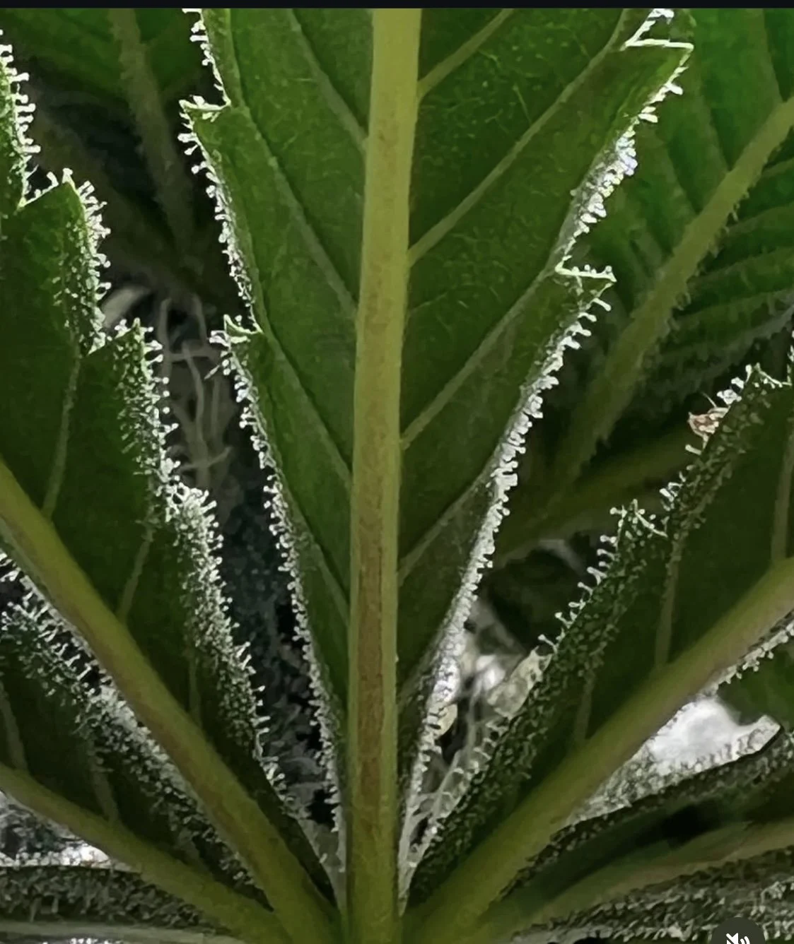 Leaf.jpg
