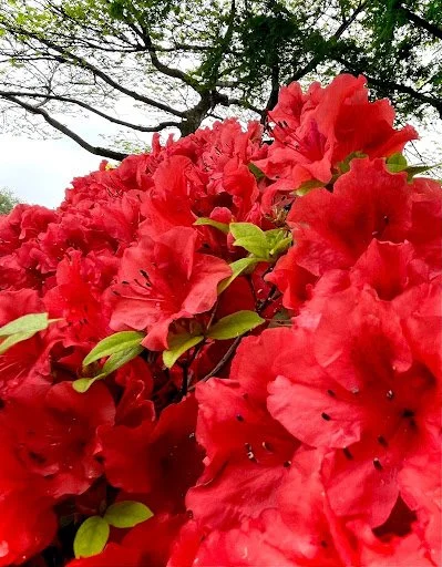 Azalea