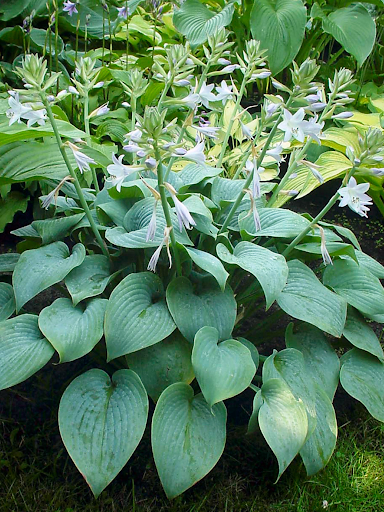 Hosta