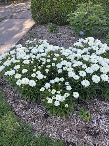Shasta Daisy