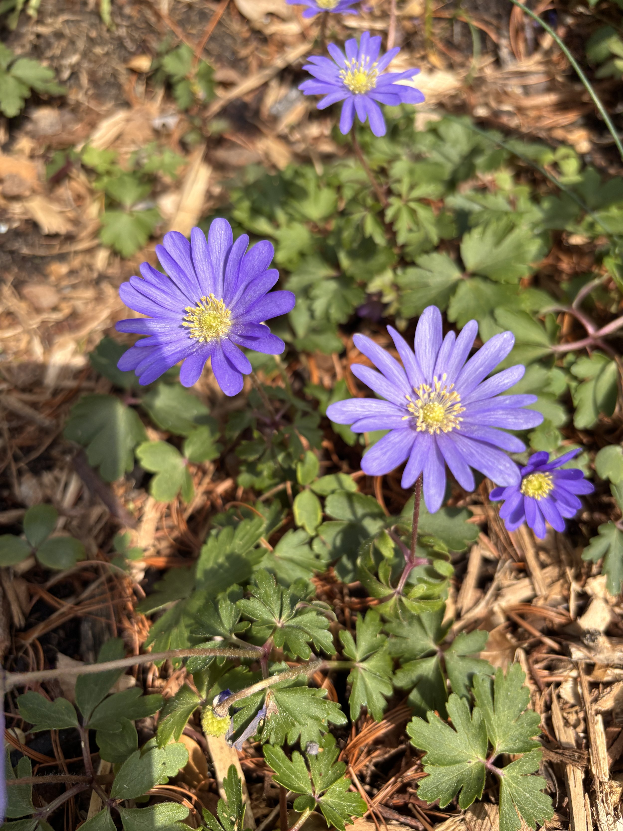 Balkan Anenome