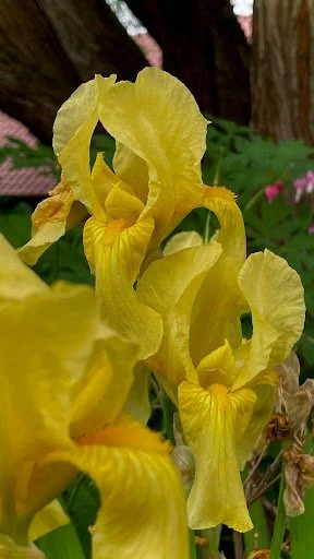 Bearded Iris