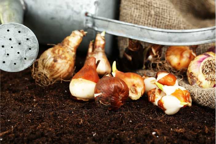 DE TUIN KLAS - BULBS &amp; BEYOND