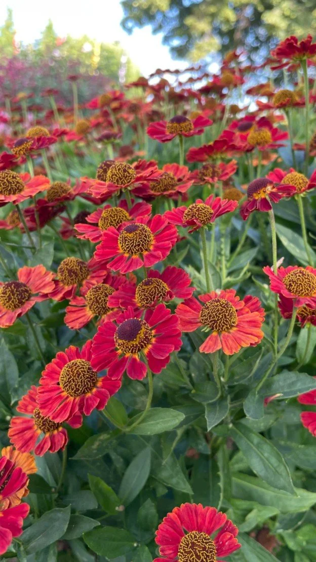 Sneezeweed