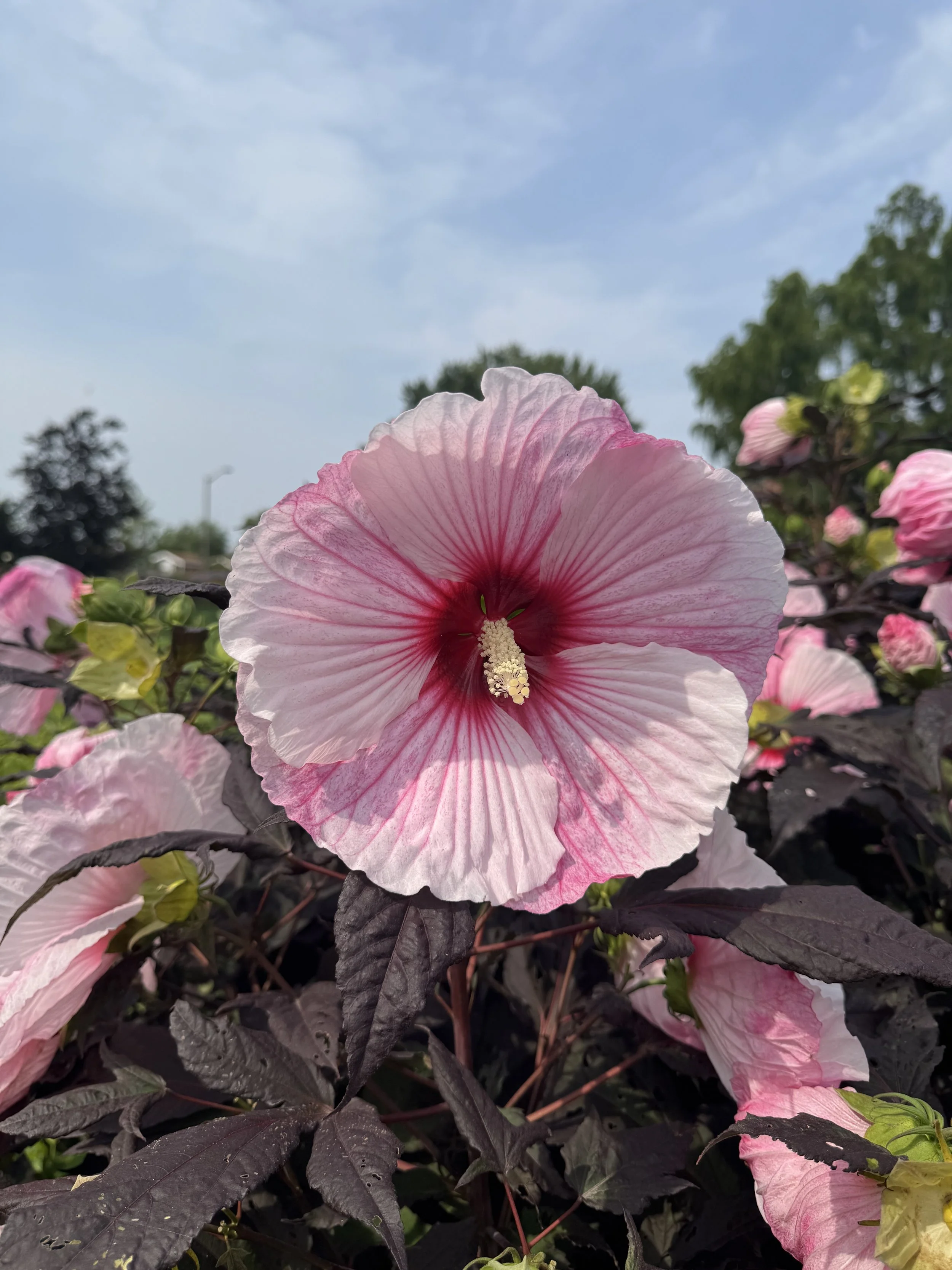 Swamp Rose Mallow