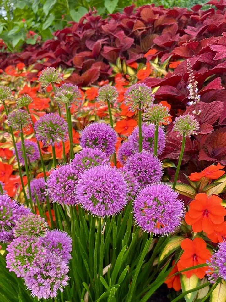 Allium
