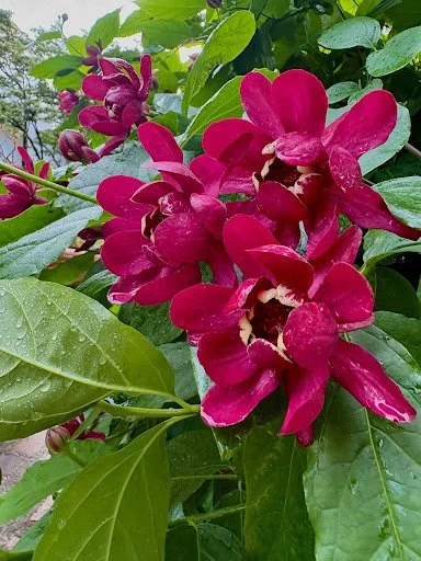 Carolina Allspice