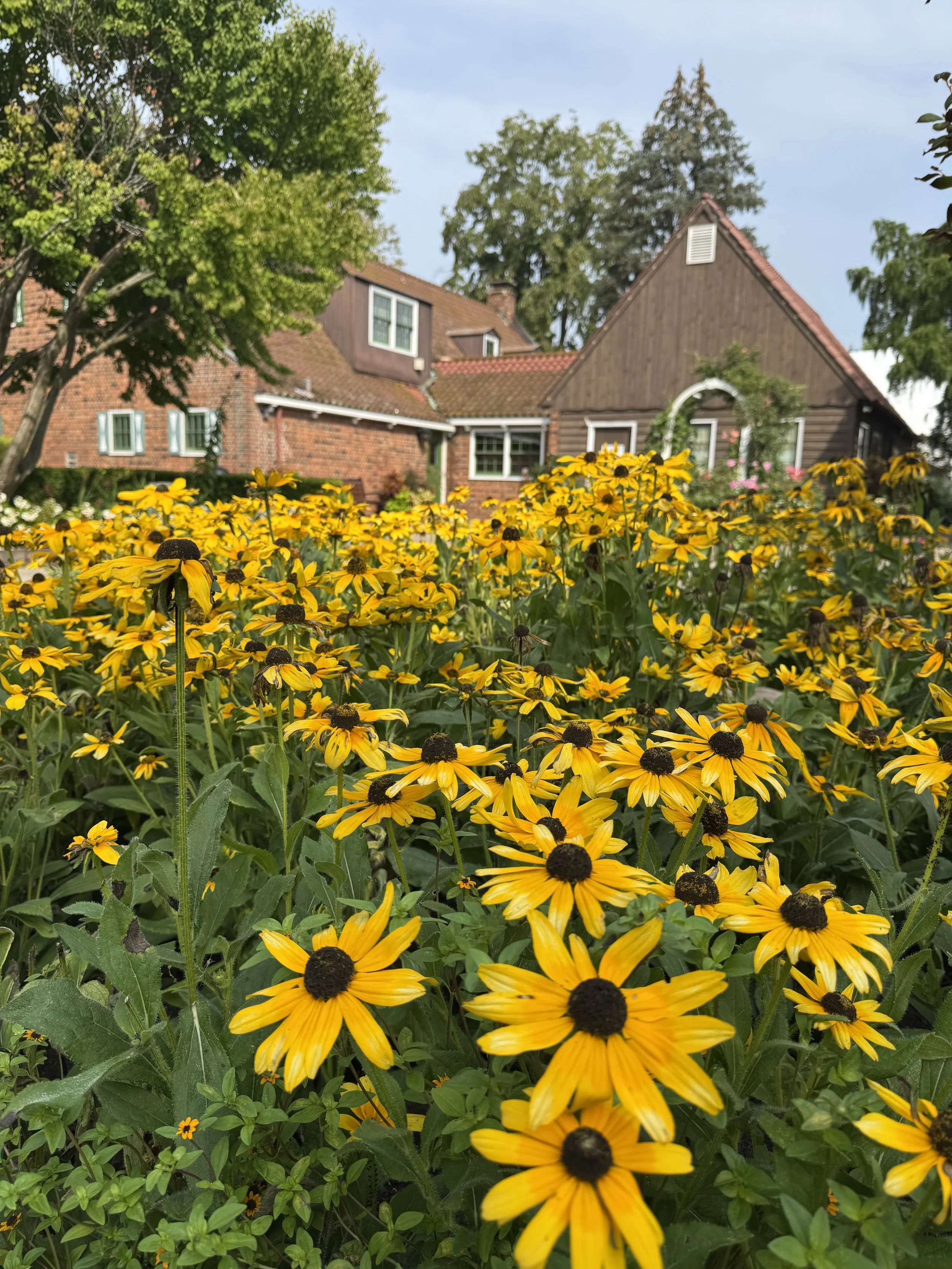 Black Eyed Susan