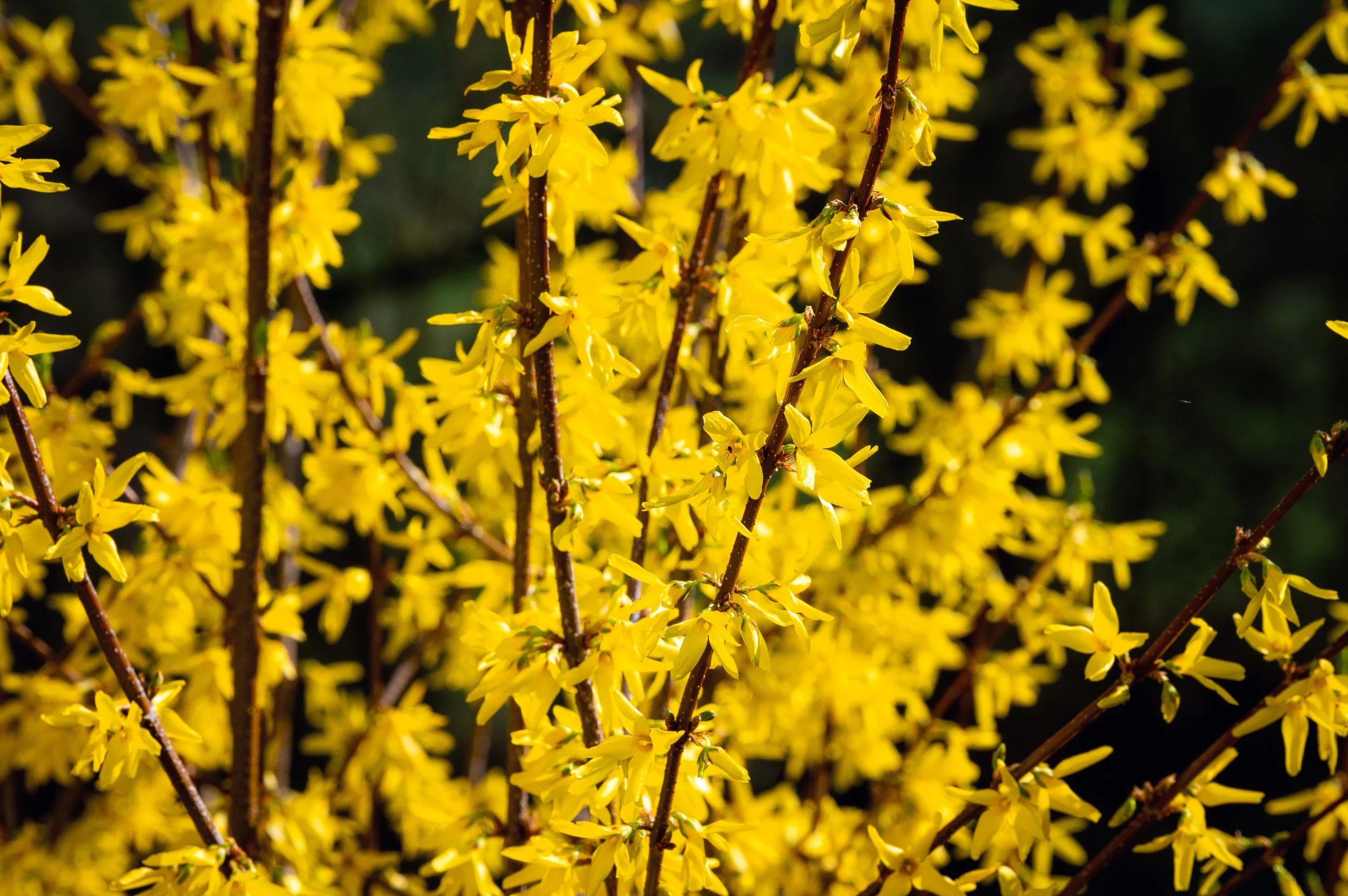 Forsythia